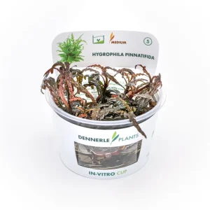 Gefiederter Wasserfreund, Hygrophila pinnatifida, In Vitro Top-Seller
